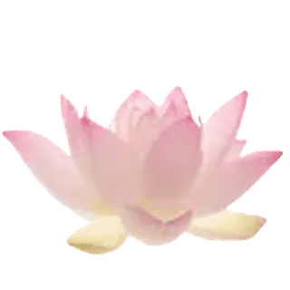 🌺