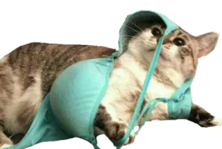 💋 кот, бюстгальтер, смешно, животное, мем, юмор whatsapp sticker