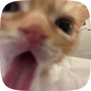😛 cat cat, yawning, kitten, cute, funny, meme, animal, pet telegram sticker