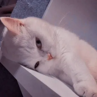 🐱 고양이, 동물, 애완동물, 흰 고양이, 반려동물, 휴식, 게으른 telegram sticker