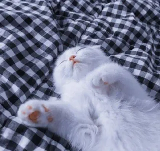 ✨ 猫, 小猫, 睡觉, 可爱, 动物, 宠物, 白色, 毛茸茸 telegram sticker