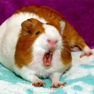 😪 guinea pig, pet, animal, rodent, cute, mammal telegram sticker