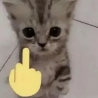 😂 猫, 子猫, 中指, 侮辱的なジェスチャー, 動物, ミーム, 面白い whatsapp sticker