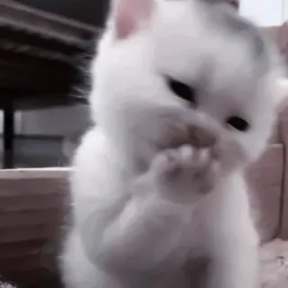 🐈 kot, kociak, zwierzę, słodki, zwierzak telegram sticker