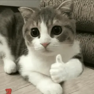 😑 Katze, Daumen hoch, süß, Kätzchen, Tier, Hauskatze, Zustimmung telegram sticker