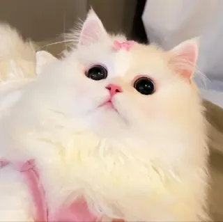 🥺 cat, animal, pet, white cat, cute, fluffy, pink bow telegram sticker