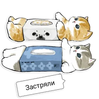 ☹️ Застряли Katze, festgeklebt, Taschentuchbox, süß, Tiere telegram sticker