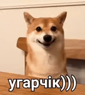 😂 угарчік)))) perro, shiba inu, meme, divertido, animal, mascota, doge telegram sticker