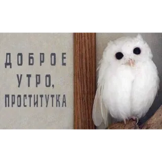 🌞 ДОБРОЕ УТРО, ПРОСТИТУТКА owl, good morning, prostitute, insult, offensive telegram sticker