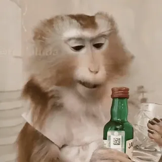 🥂 Affe, Alkohol, Spirituose, Tier, Glas, Trinken, Primaten whatsapp sticker