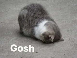 🤔 Gosh chat, animal, oh là là, mignon, mème telegram sticker