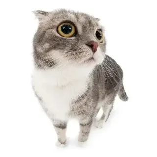 😳 cat, scottish fold, gray cat, domestic animal, feline, pet whatsapp sticker