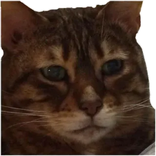 😟 кот, животное, питомец, домашняя кошка, кошачий, млекопитающее whatsapp sticker