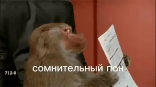 💫 сомнительный пон monyet, membaca, kera, hewan telegram sticker