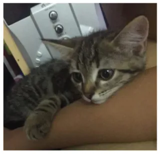 🥺 gato, gatinho, animal, animal de estimação, animal doméstico telegram sticker