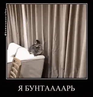 🐱 Я БУНТААААРЬ gatto, ribelle, russo, animale domestico, divertente telegram sticker