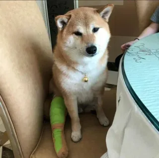 ❤️ dog, shiba inu, animal, pet, injured, leg cast, dog with cast, dog injury telegram sticker