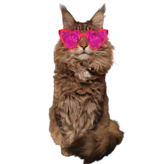 😎 кот, животное, питомец, солнцезащитные очки, очки-сердечки, милый, домашнее животное telegram sticker