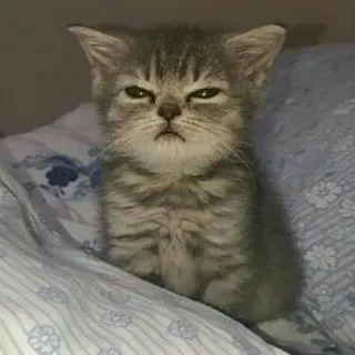 😠 Katze, Kätzchen, Tier, Haustier, süß, Katzenartig, Hauskatze telegram sticker