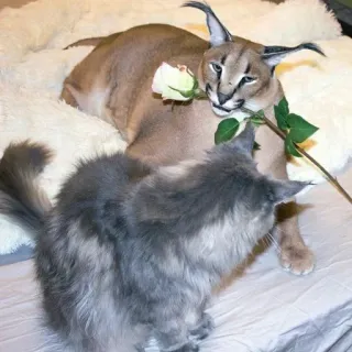 🌷 cat, floppa, caracal, rose, animal, cute, domestic telegram sticker