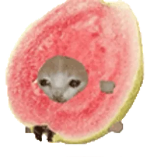 🐈 фрукт, гуава, кот, милый, животное, мем telegram sticker