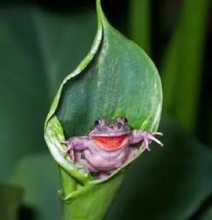 😆 grenouille, animal, nature, feuille, amphibien whatsapp sticker