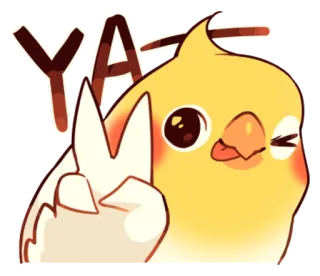 😁 YA cockatiel, oiseau, sticker, signe de paix, mignon, animal whatsapp sticker