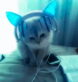 📱 Katze, Kätzchen, Kopfhörer, Musik, süß, Tier whatsapp sticker