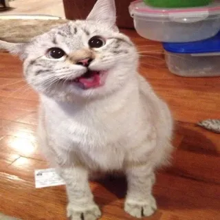 🐱 gato, animal, mascota, lindo, mamífero, gato doméstico telegram sticker
