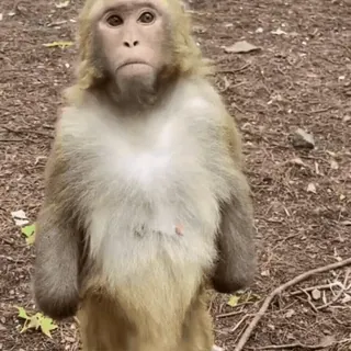 😲 macaco, animal, vida selvagem, mamífero, natureza telegram sticker
