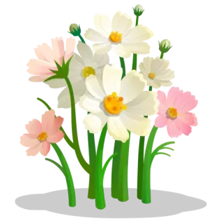 💐 flowers, floral, cosmos, blooms, pink, white, garden telegram sticker