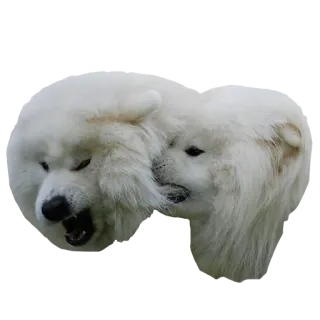 😡 犬, サモエド, 動物, ふわふわ, 白い犬 telegram sticker