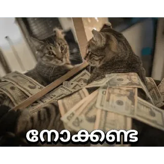 😅 നോക്കണ്ട cat, money, cash, cute, funny, meme telegram sticker