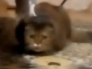 😶 gato, animal, animal de estimação, animal doméstico, felino, mamífero telegram sticker