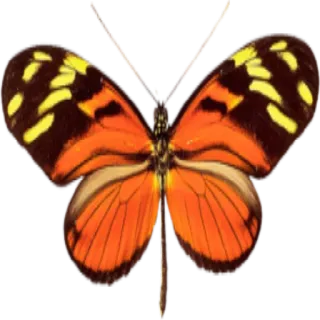 🐝 butterfly, insect, orange, yellow, nature whatsapp sticker