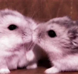 🤏 hamsters, rodents, animals, pets, cute telegram sticker