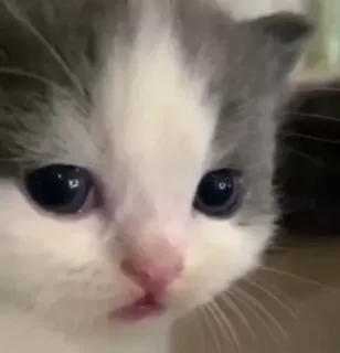 😐 kitten, cat, animal, pet, cute, feline telegram sticker