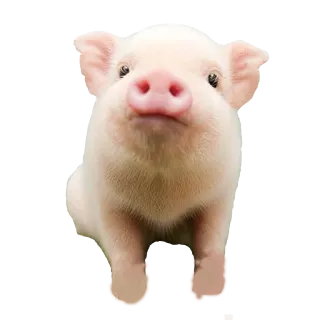 😚 porcelet, animal, mignon, ferme telegram sticker