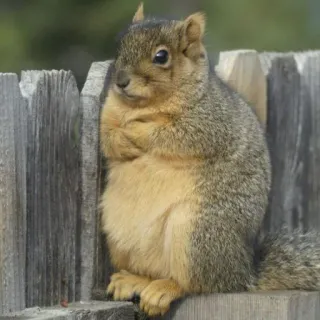 🐿 squirrel, animal, rodent, fence, nature, wildlife telegram sticker