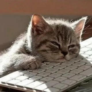 🥳 gato, gatinho, teclado, dormindo, animal, fofo telegram sticker