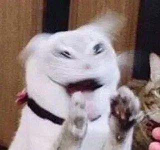 😱 gatto, dito medio, gesto offensivo, divertente, meme, animale telegram sticker