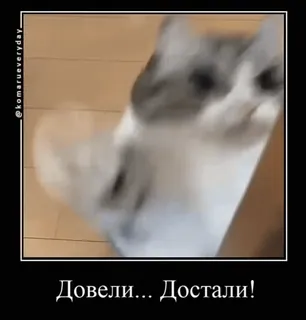 🧐 Довели... Достали! gato, animal, meme, engraçado, russo, texto whatsapp sticker