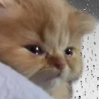 😭 kot, kociak, smutny, deszczowy, okno, zwierzę telegram sticker