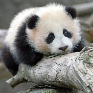 🐼 Panda, Bébé panda, Animal, Mignon, Faune, Ours whatsapp sticker