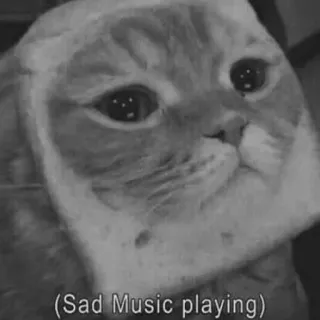😔 (Sad Music playing) cat, sad, music, meme, cute, animal, pet telegram sticker