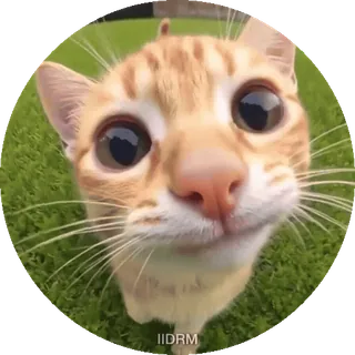 😽 gatto, gattino, animale domestico, animale, carino, occhi, arancione, erba telegram sticker