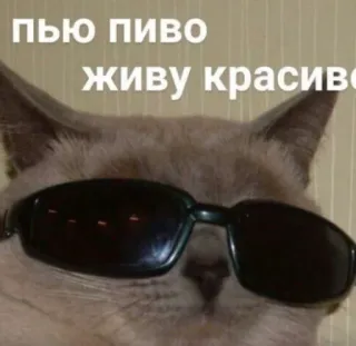 💬 пью пиво
живу красиво кот, солнцезащитные очки, смешной, крутой, животное, мем, пьющий telegram sticker