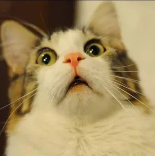 🐈 кот, в шоке, удивлен, животное, котенок, мем telegram sticker