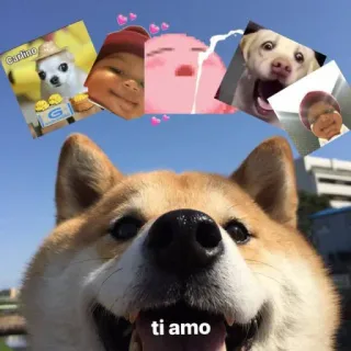 ❤️ ti amo anjing, shiba inu, cinta, imut, meme whatsapp sticker