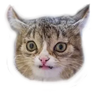 😧 cat, animal, cute, funny, meme telegram sticker